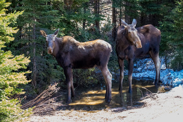 moose female with calf © Jen