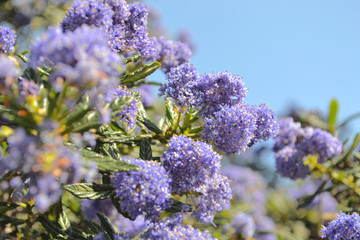 カリフォルニアライラックと青空