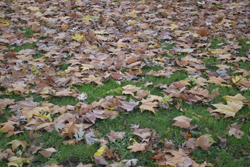 Autumn leaves