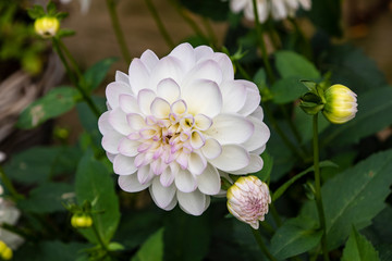 White dahlia in the autumn garden. White dahlia blooming