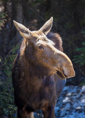 moose female with calf