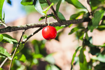 acerola
