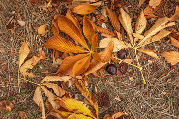Fallen chestnut leaves close up
