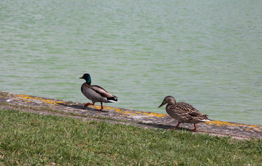 Two Ducks walking among the Lake