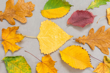 Fallen colorful leaves of trees on a gray background, autumn background