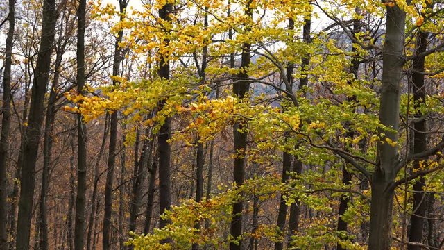 Autumn beech leaves in the wind - (4K)