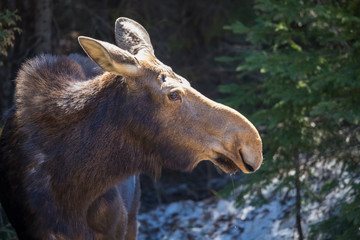 moose female with calf