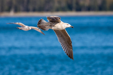 A Ring-billed Gull in Graceful Flight
