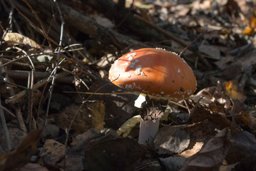 Red mushroom / toadstool in the forest