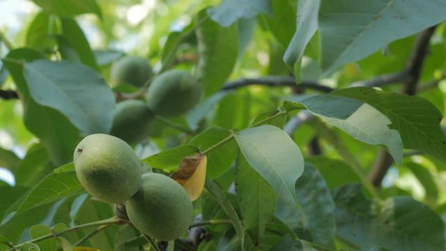 Green walnuts on tree fruit green leaves closeup refocusing