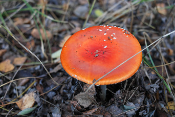 Red mushroom / toadstool in the forest