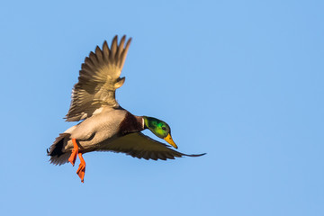 A Drake Mallard Zeroes in on a Landing in Morning Light
