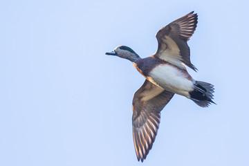 An American Widgeon Makes a Pass Over the Blind