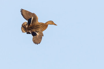 A Hen Mallard Performing Awesome Aerobatics on Final Approach