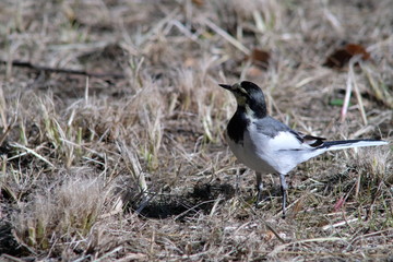 white wagtail