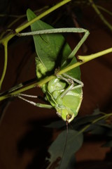 grasshopper on leaf
