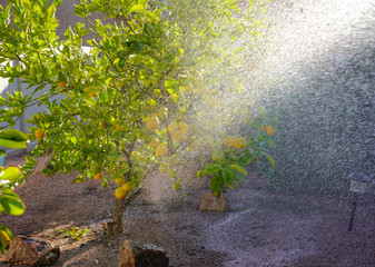 Lemon Trees Being Watered 