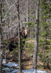 female cow moose hiding in trees