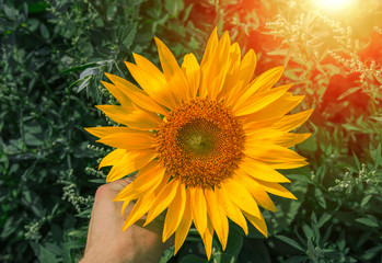 sunflower summer flower close-up at sunset .
