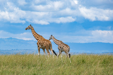 giraffe in Murchison Falls National Park
