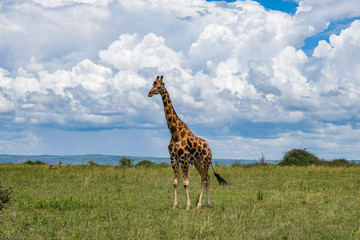giraffe in Murchison Falls National Park
