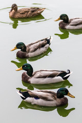 Group of the wild ducks in the water