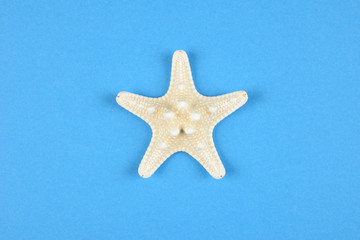 Fototapeta na wymiar Estrella de mar de coclor blanco sobre fondo azul