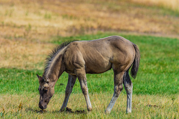 Young horse, grazing.