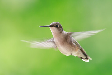 Fototapeta na wymiar Ruby-throated hummingbird feeder backyard home 