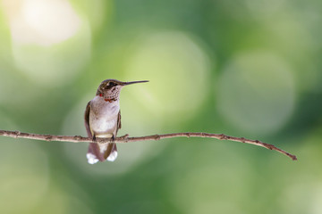 Ruby-throated hummingbird feeder backyard home 