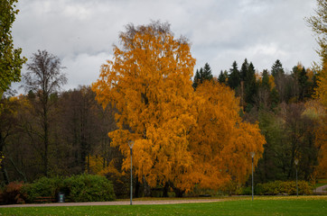 Autumn in a park