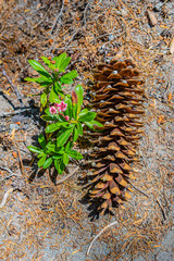 Grand-Fir cone and Rhododendron.
