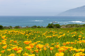 California Poppies On The Coastline