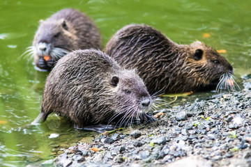 Coypu (Myocastor coypus) family  at the pond shore