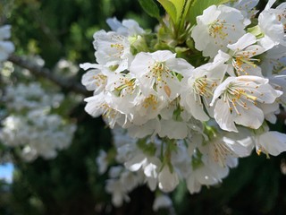 white flowers of a tree