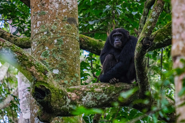 chimpanzee in uganda