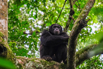 chimpanzee in uganda - obrazy, fototapety, plakaty
