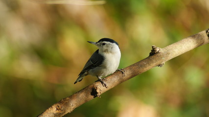 bird on branch