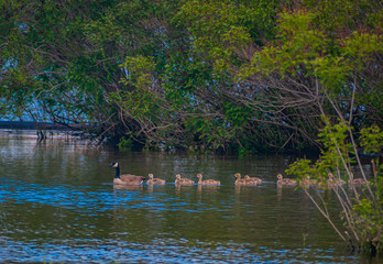 Canada Geese family.