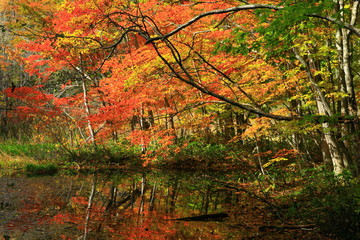 紅葉の八幡平