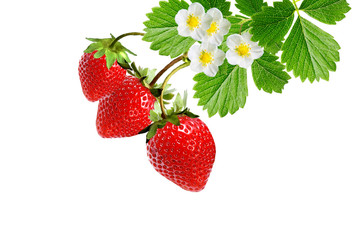 plant garden strawberry witch red berries on white background