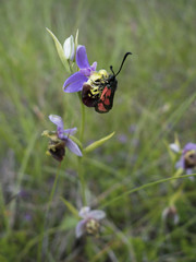 Orchidées du Bugey