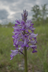 Orchidées du Bugey