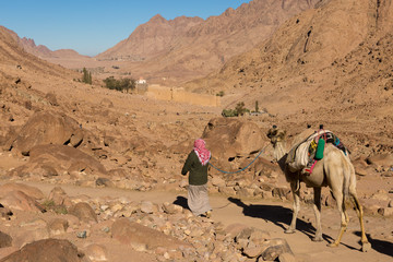 The Bedouin leads one-humped camel dromedary along a mountain path. Beautiful morning landscape of the Sinai Mountains of Moses.