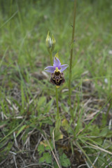 Orchidées du Bugey