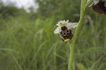 Orchidées du Bugey