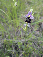 Orchidées du Bugey