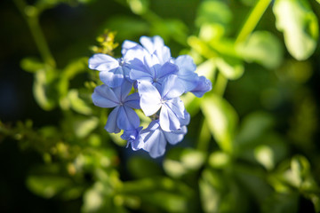 The background image of the colorful flowers
