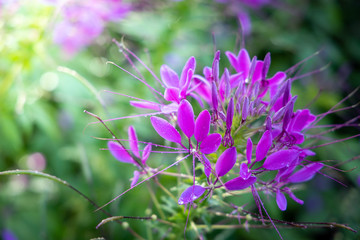 The background image of the colorful flowers