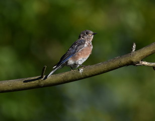 Juvenile Bluebird on Branch